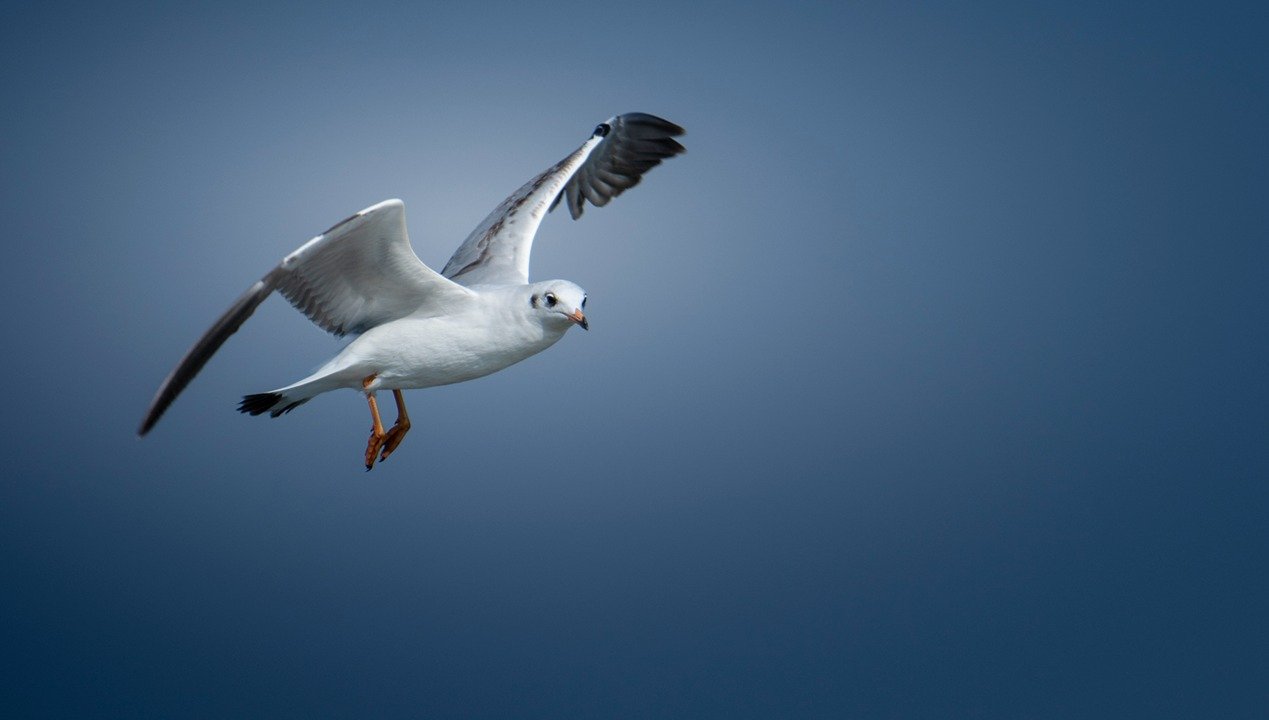 black-headed-gull-birds-photography-sachu