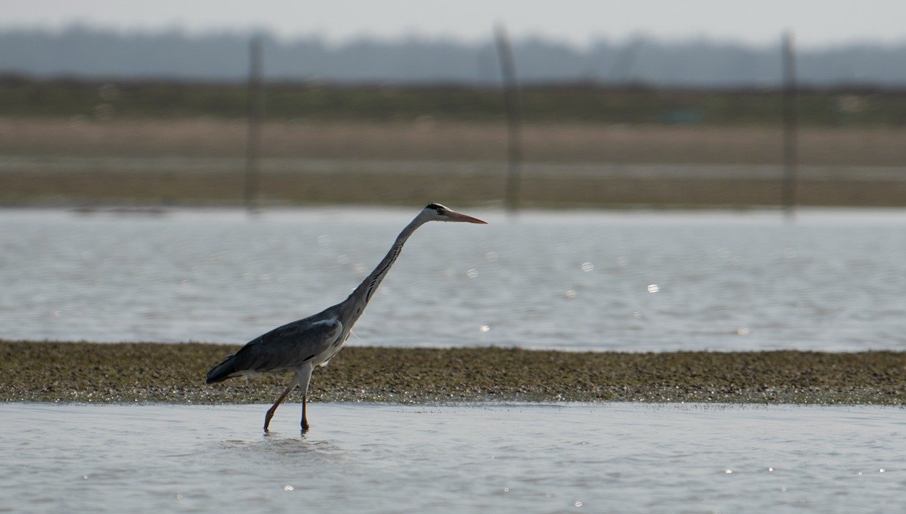 Grey-Heron-birds-photography-sachu