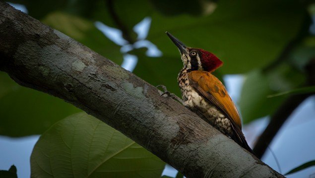 flame-backed-woodpecker-birds-photography-sachu