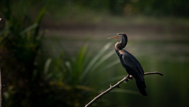snake-bird-birds-photography-sachu