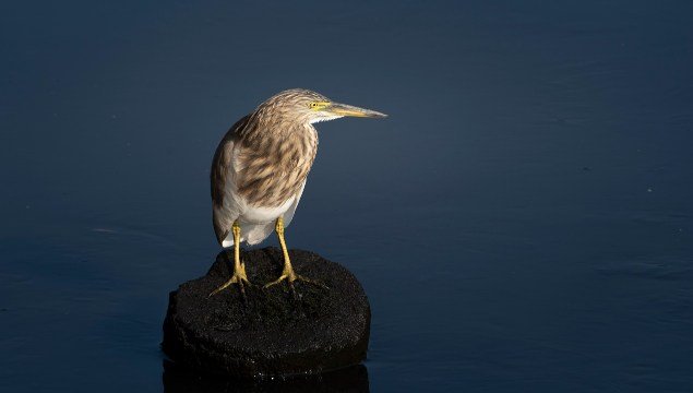 squacco-heron-birds-photography-sachu