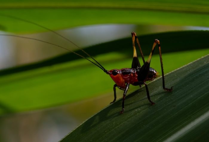 cricket-punit