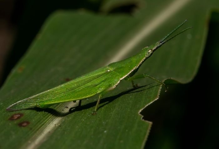 acrididae-punit