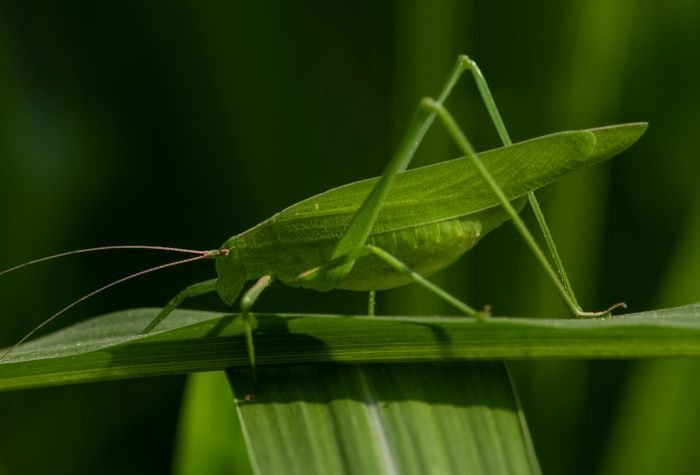 katydid-punit