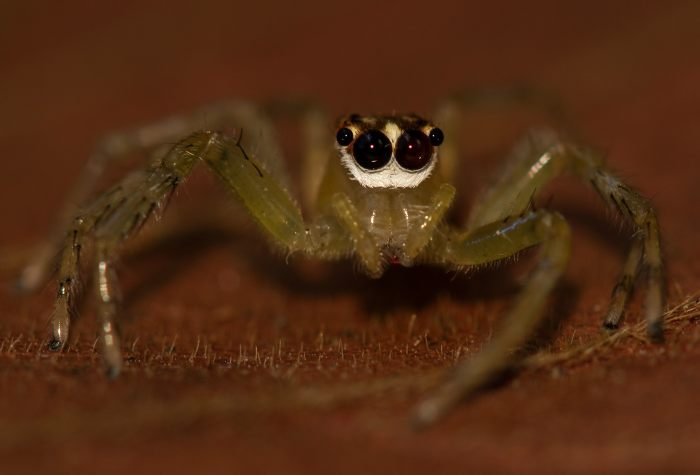 jumping-spider-punit