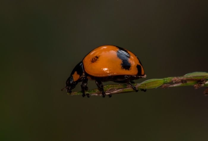 lady-bug-punit