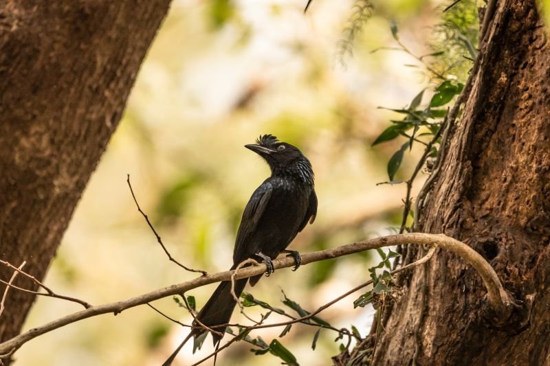 greater-racket-tailed-drongo-udith-ullas