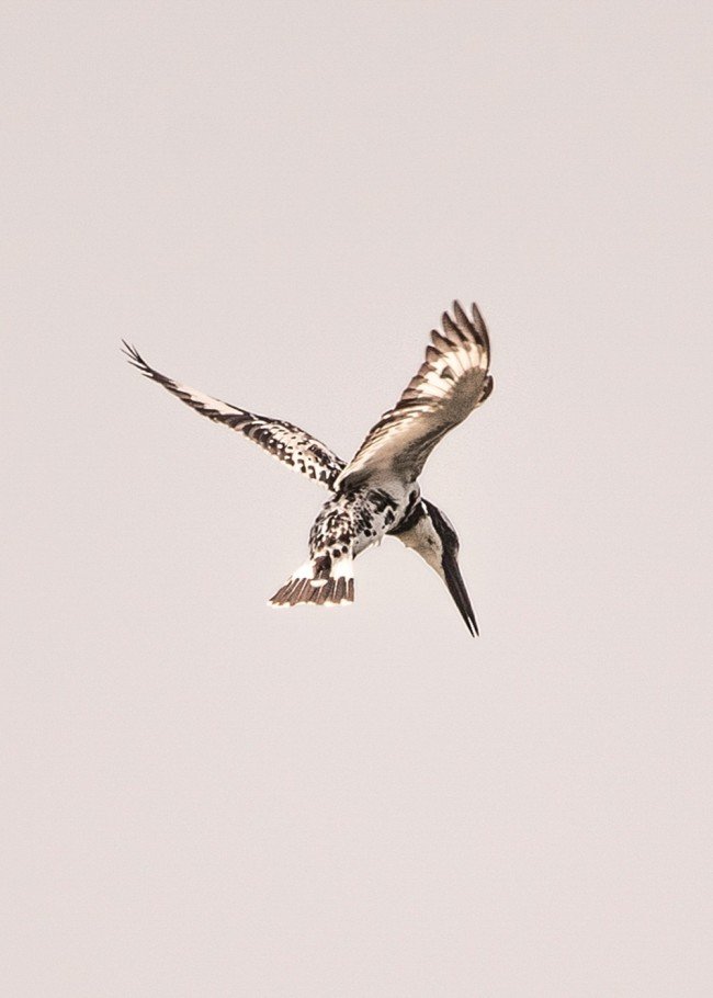 pied-kingfisher-udith-ullas