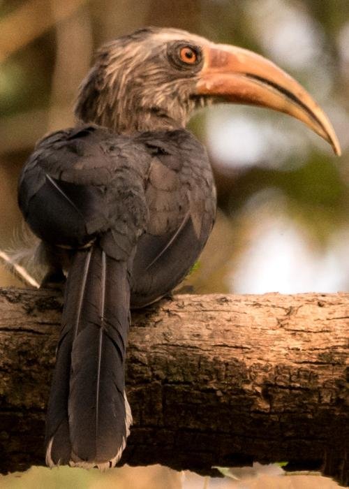 malabar-grey-hornbill-udith-ullas