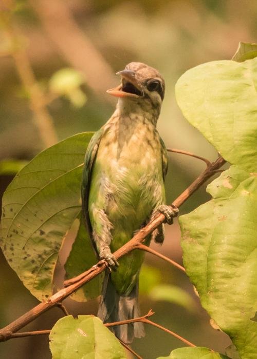 white-cheeked-barbet-udith-ullas