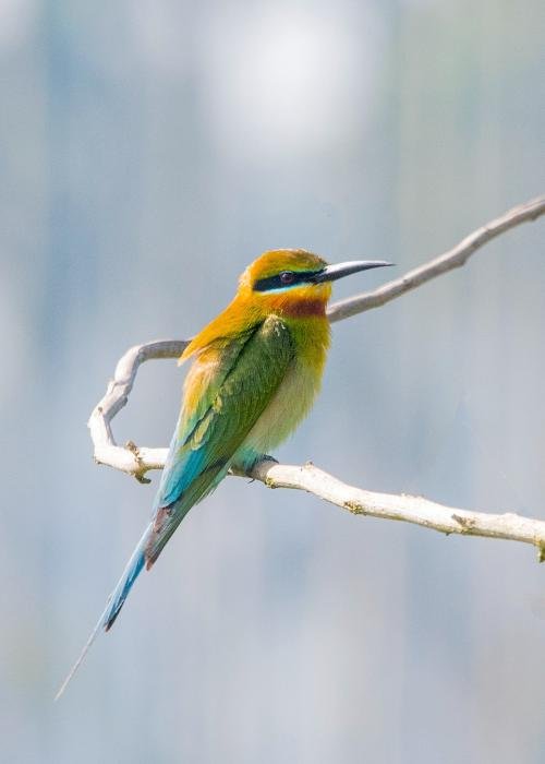 blue-tailed-bee-eater-udith-ullas