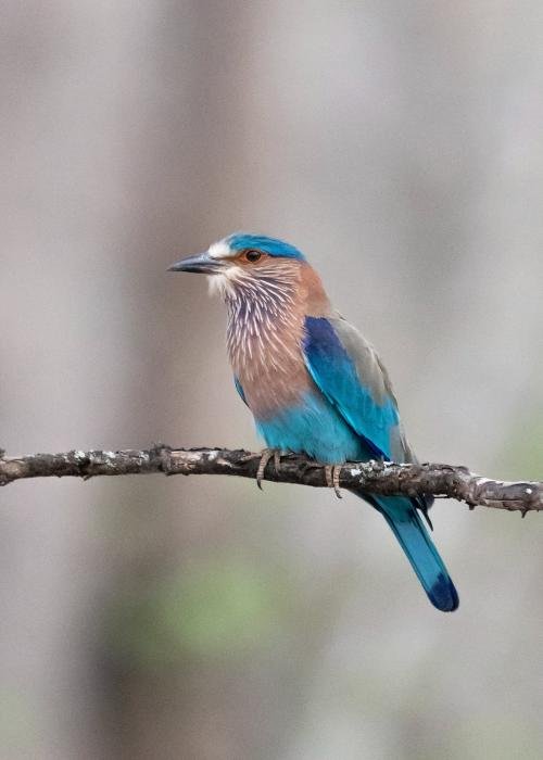 indian-roller-udith-ullas