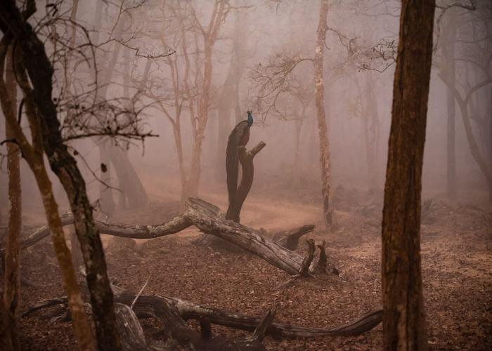 alone-in-the-woods-udith-ullas