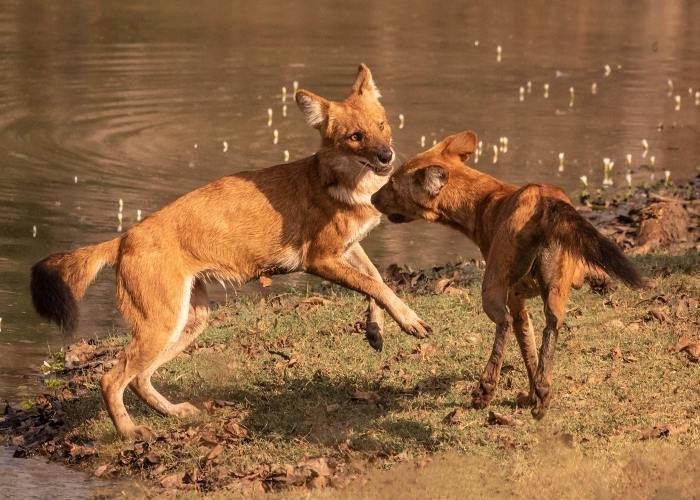 my-name-is-dhole-udith-ullas