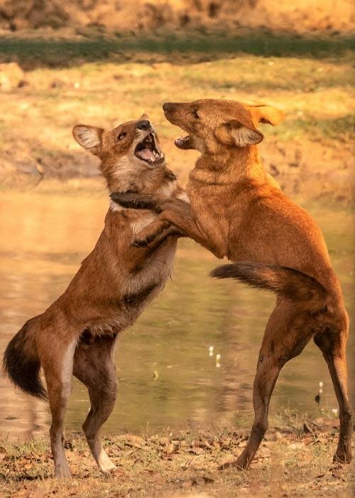 we-fight-for-fun-udith-ullas