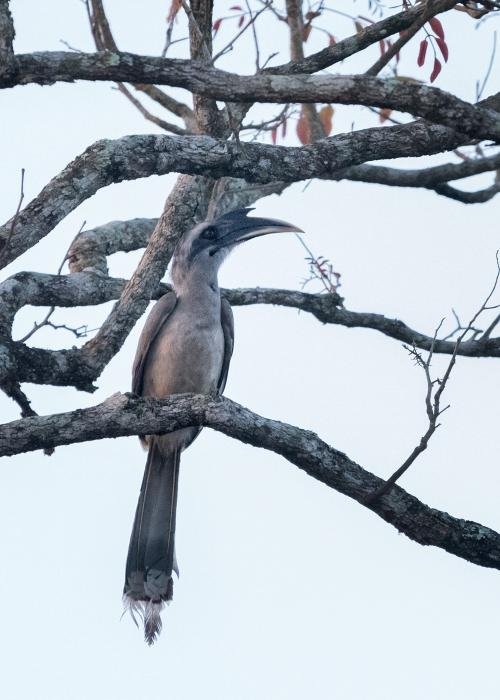 indian-grey-hornbill-udith-ullas
