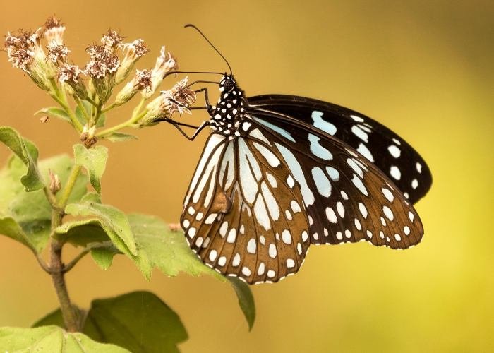 blue-tiger-udith-ullas