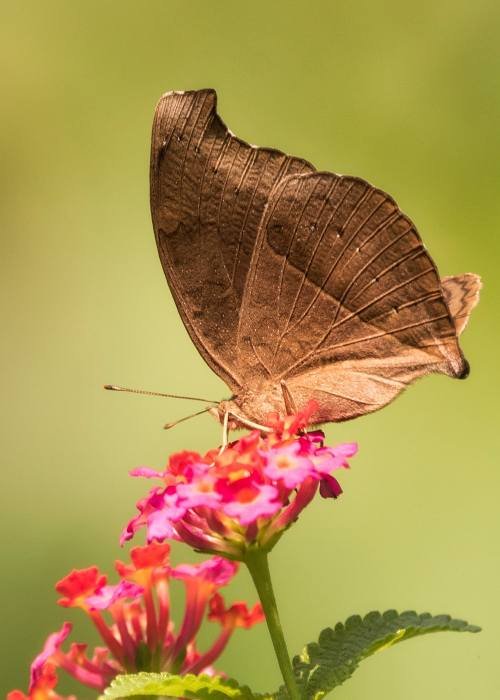 chocolate-pansy-udith-ullas
