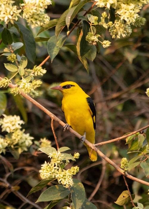yellow-oriole-udith-ullas