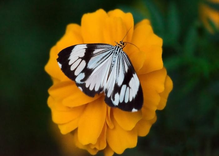 white-marbled-moth-udith-ullas