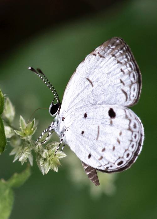 common-quaker-udith-ullas