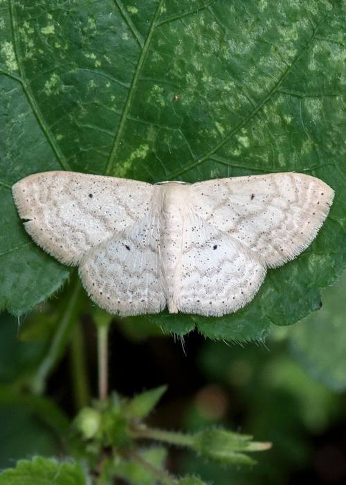 sub-angled-wave-moth-udith-ullas