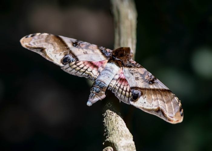 mango-hawk-moth-udith-ullas