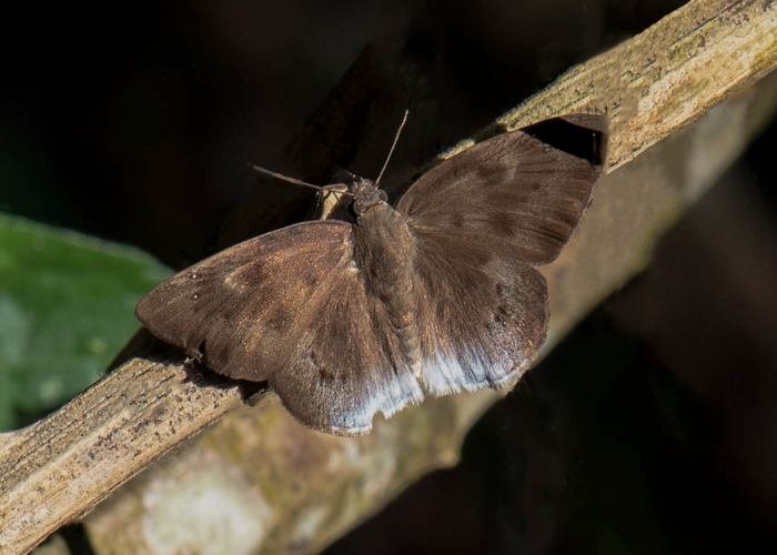 suffused-snow-flat-udith-ullas