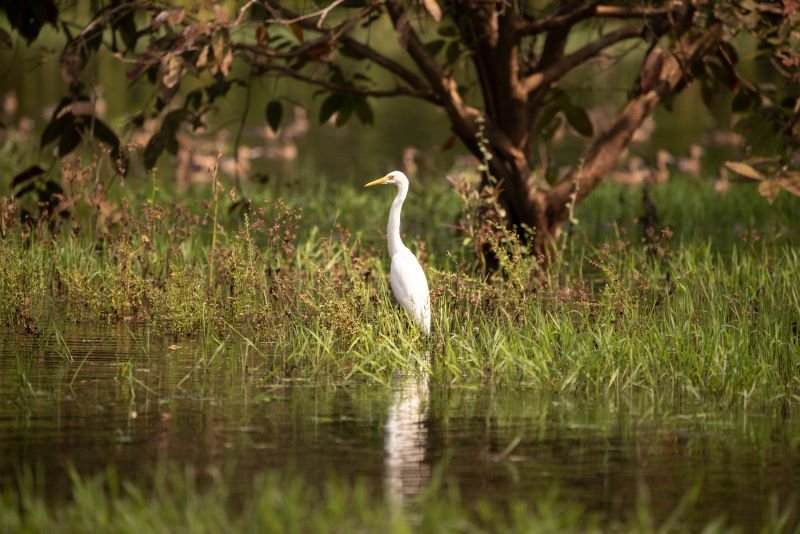 yellow-billed-egret-udith-ullas