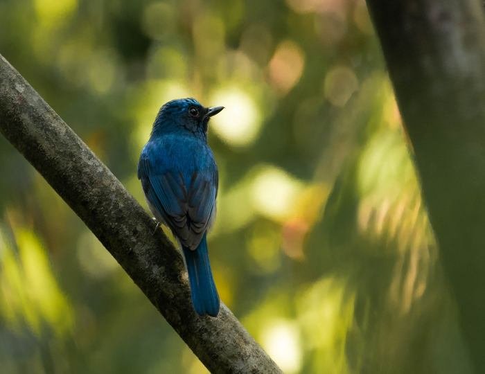 Lesser-racket-tailed-drongo-govind