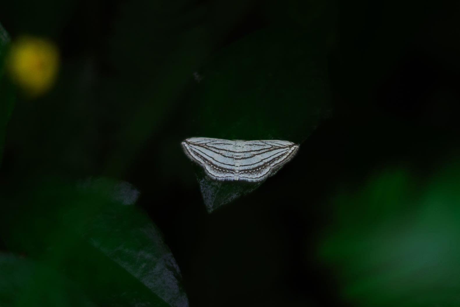 butterflys disparity-aman,davanagere-creativehut