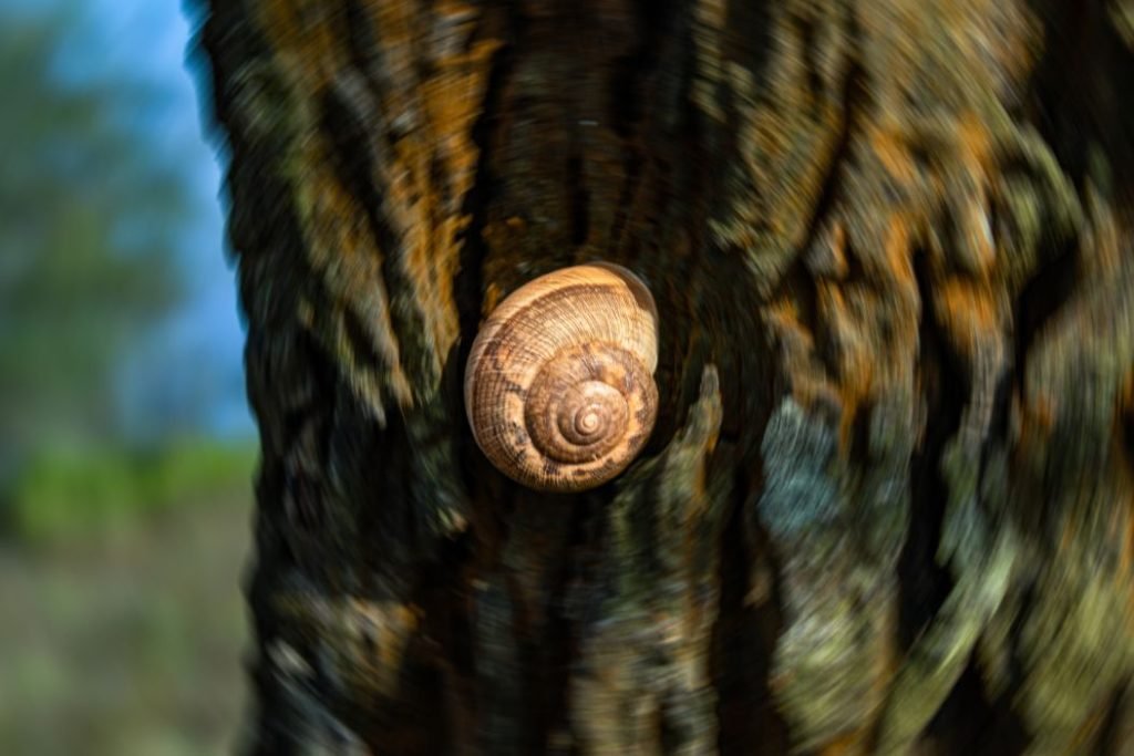 crcul-jumping-into-the-shield-abstract-photographt-fayid-kannur