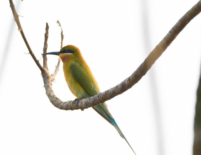 vibrant-feathers-govind