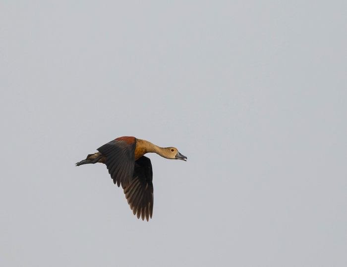 fulvous-whisting-duck-govind