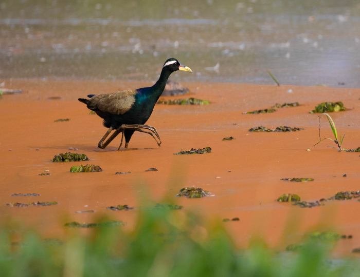 bronze-winged-jacana-govind