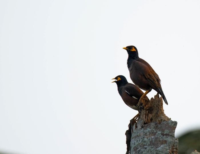 cattle-myna-govind