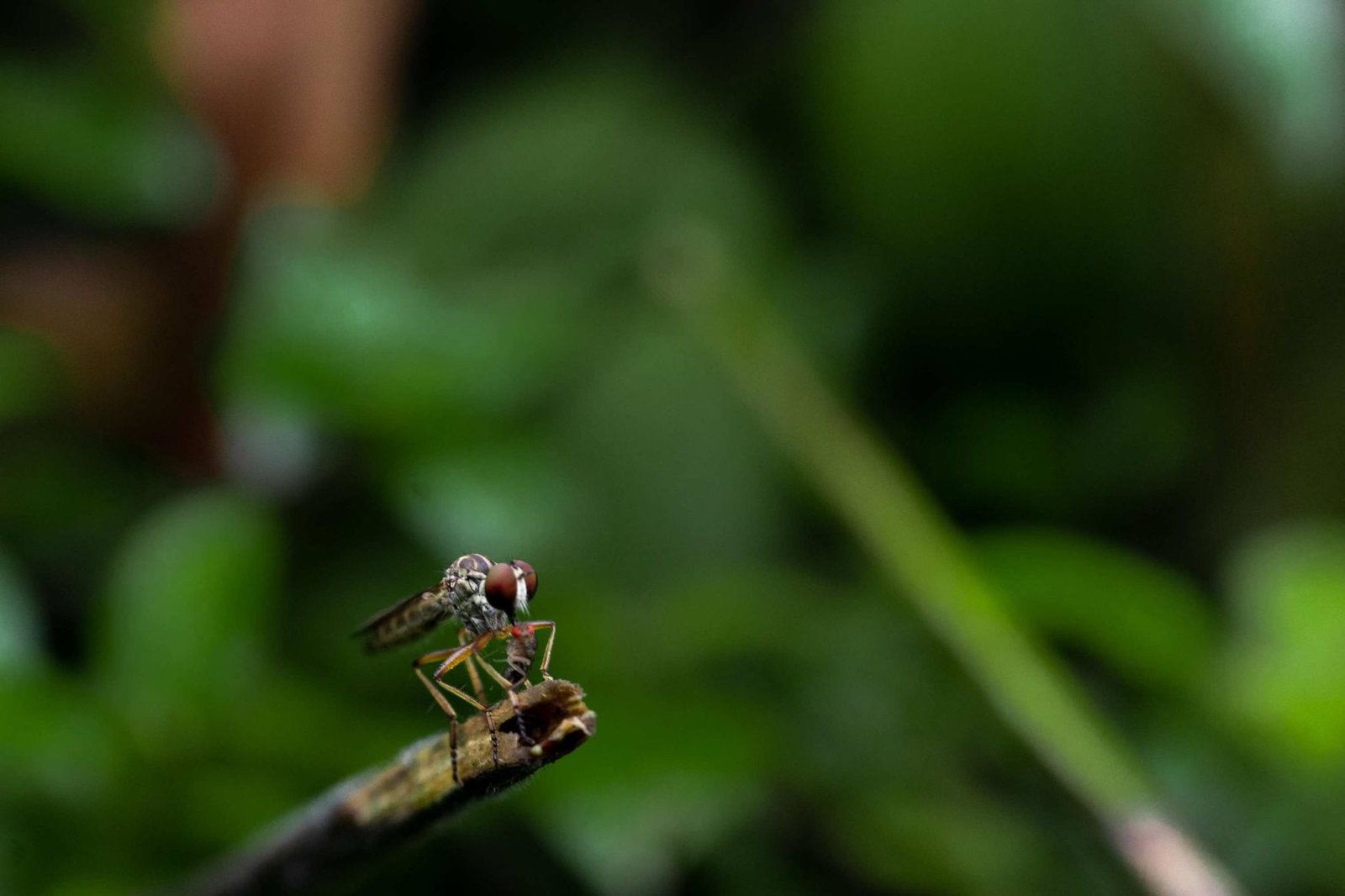 hungry predator-prathamesh-aurangabad-creativehut