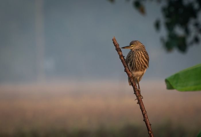 indain-pond-herons-punit