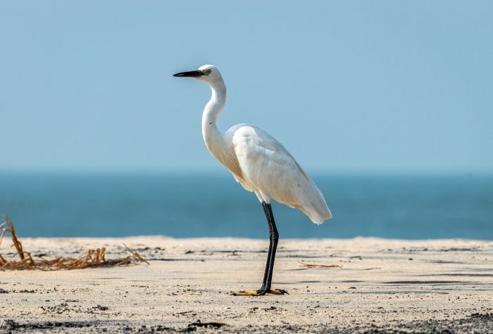 little-egret-punit