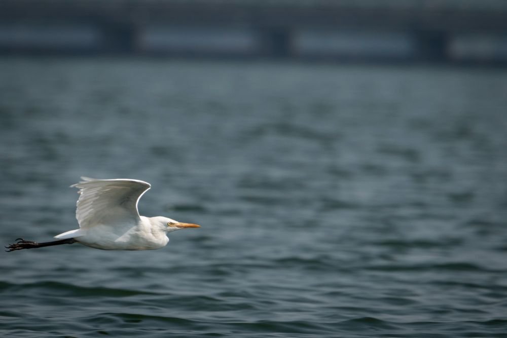 cattle-egret-punit