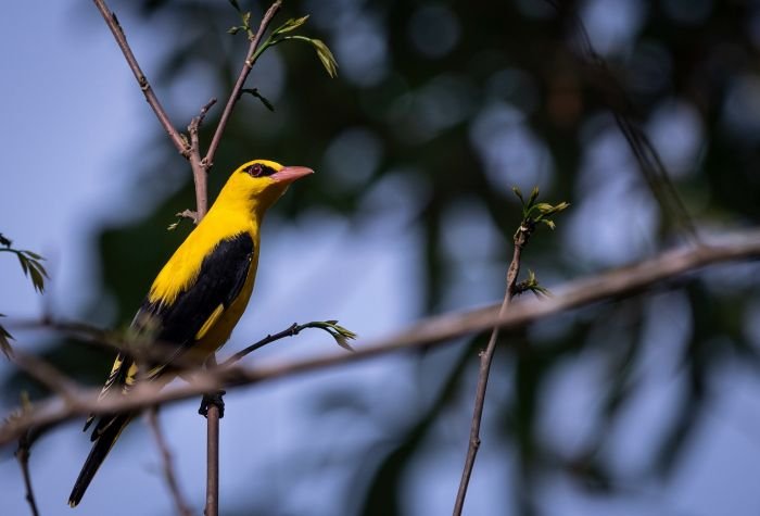 male-golden-oriole-punit