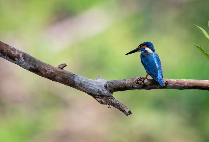 common-kingfisher-punit