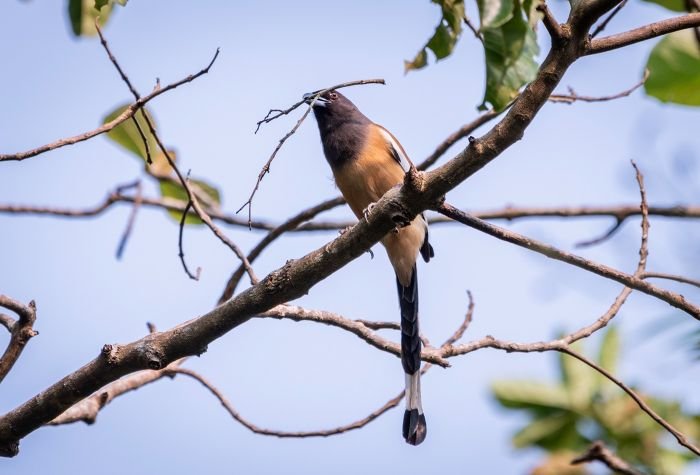rufouse-treepie-punit
