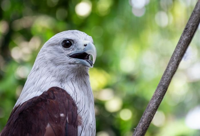 brahminy-kite-punit