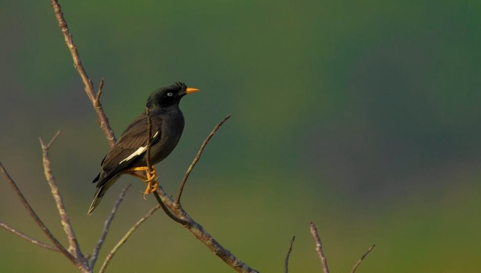 javan-myna-govind