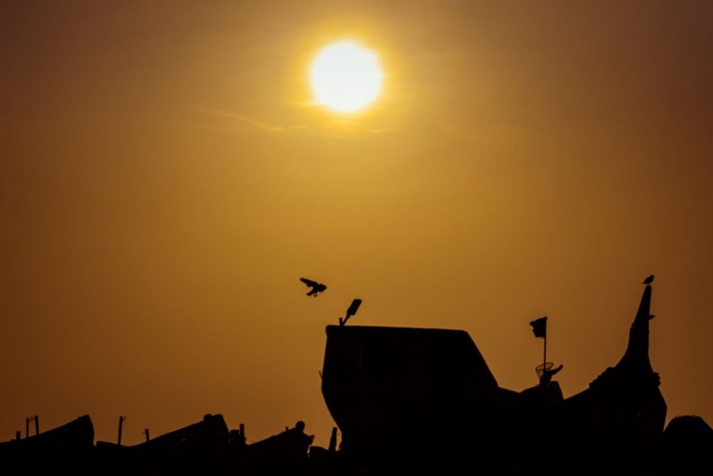 last-rays-birds-enjoying-sunset-vibes-wildlife-photography-fayid-kannur