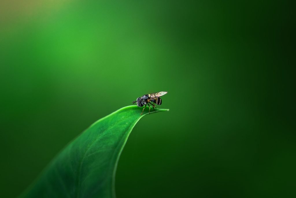 leaflanding-alenshibu-kottayam-kerala-creativehut