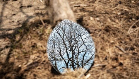 leafless-branches-govind