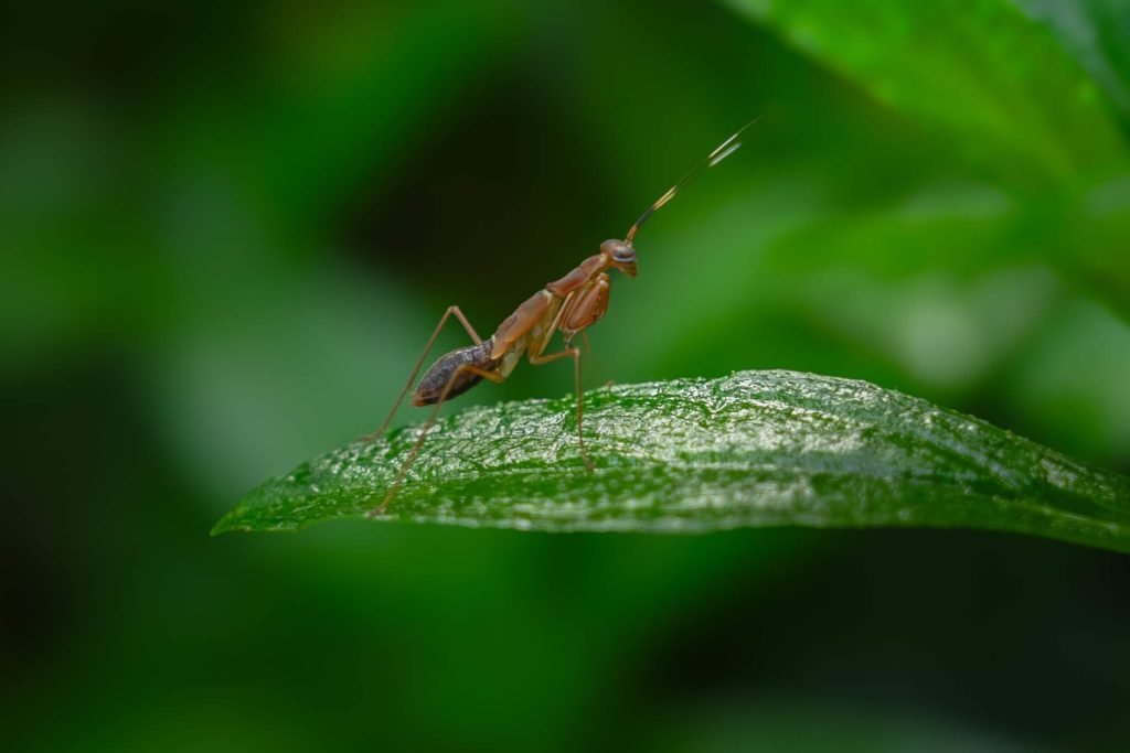 leaflilliputians-alenshibu-kottayam-kerala-creativehut