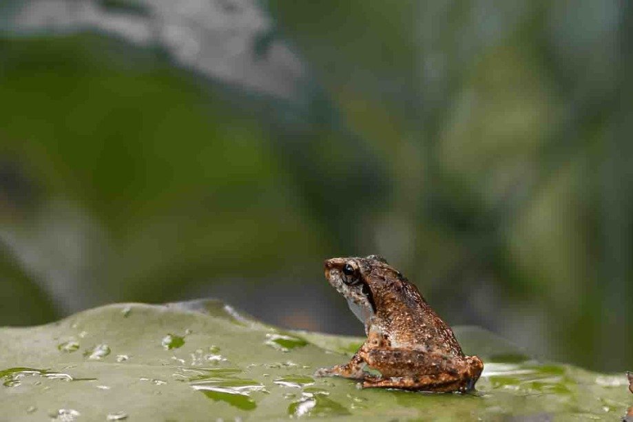 toads- oasis _ananduv_trivandrum_creativehut-2